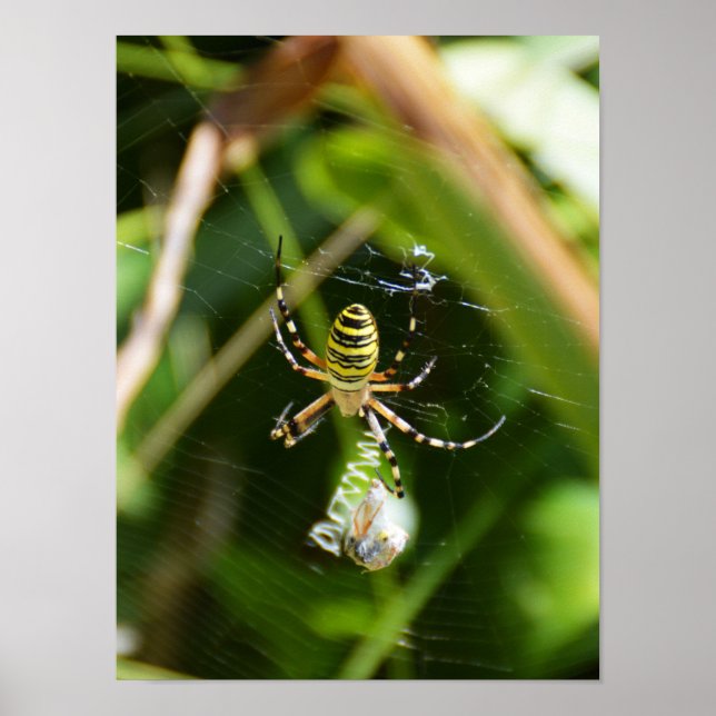 Female Wasp spider Poster (Front)