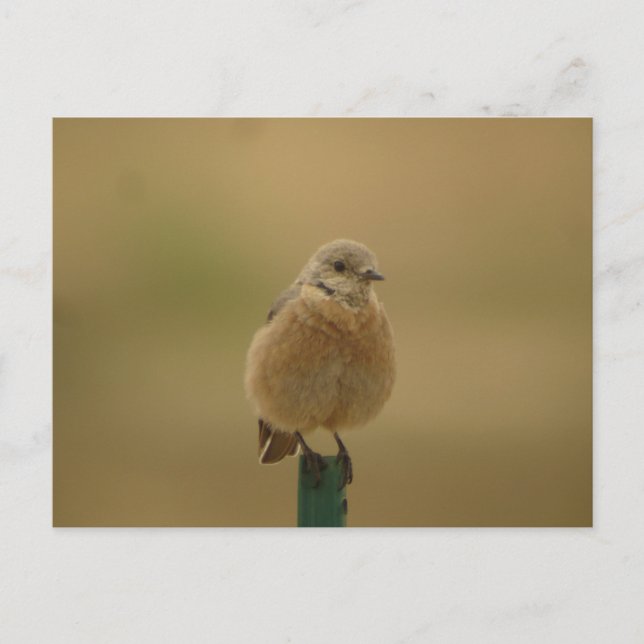 female Western Bluebird Postcard (Front)