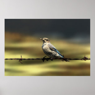 Female Western Bluebird With Bugs Poster