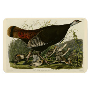 Female Wild Turkey from Audubon's Birds of America Magnet