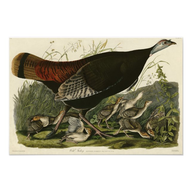 Female Wild Turkey from Audubon's Birds of America Photo Print (Front)