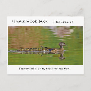 "Female Wood Duck" (with children) Postcard