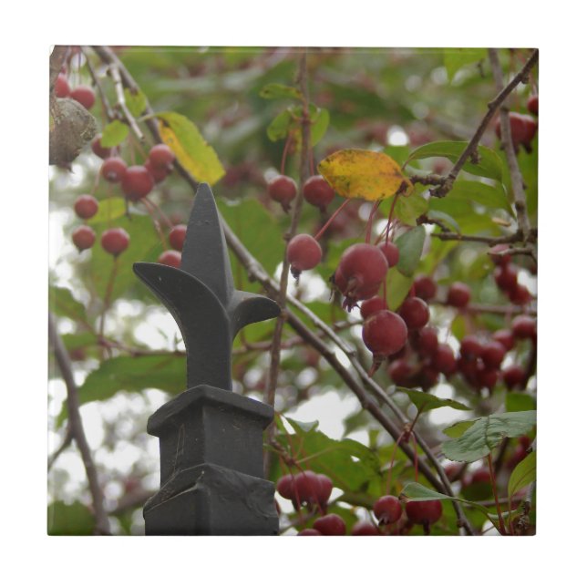 Fence and Crabapples Ceramic Tile (Front)
