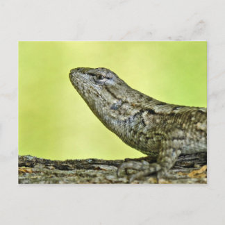 Fence Lizard Postcard. Postcard