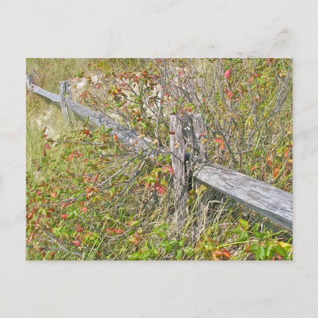 Fence & Poison Ivy IBSP NJ Coordinating Items Postcard (Front)