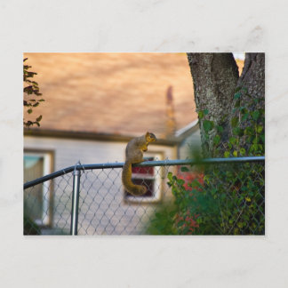 Fence-squirrel / Eichhörnchen am Zaun Postcard