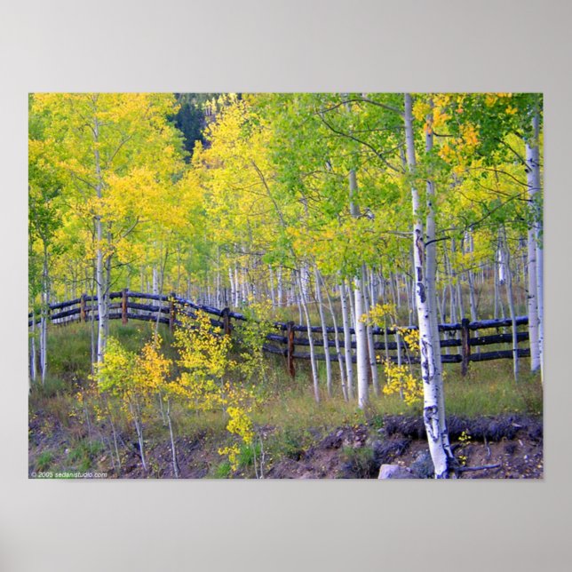 Fence with Aspens Poster (Front)