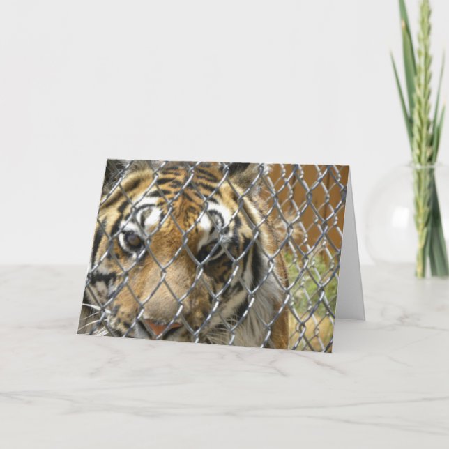 Fenced tiger birthday card (h) (Front)