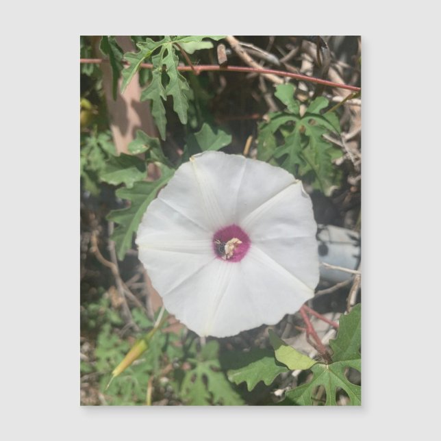 Fenceline Alamo Vine Magnet (Front)