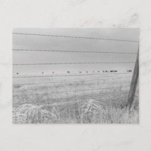 Fenched in Westward Postcard