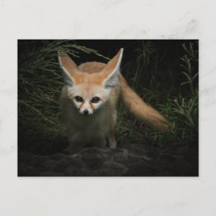 Fennec Fox  Postcard
