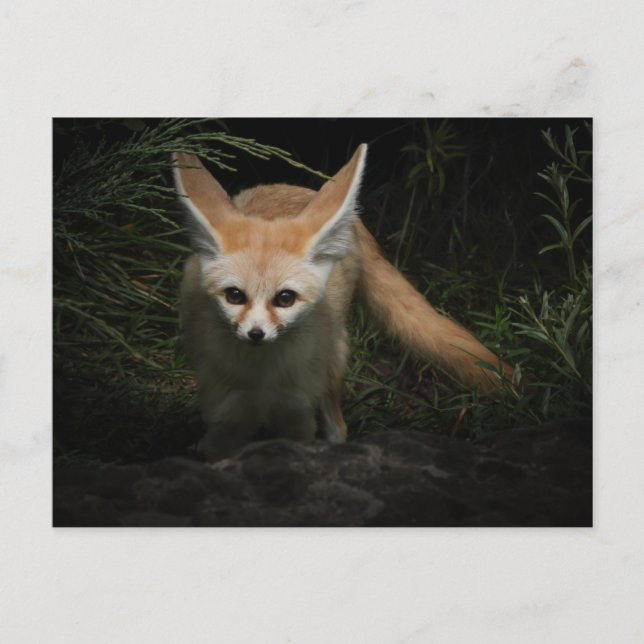 Fennec Fox  Postcard (Front)