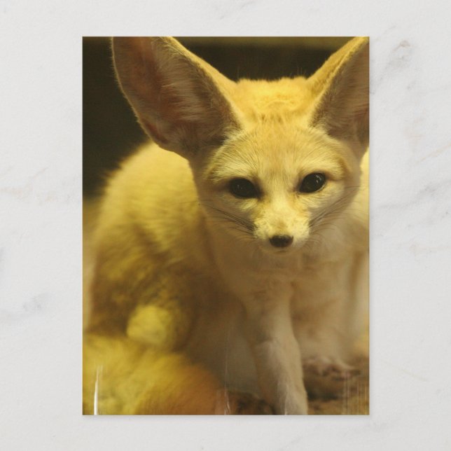 Fennec Fox  Postcard (Front)