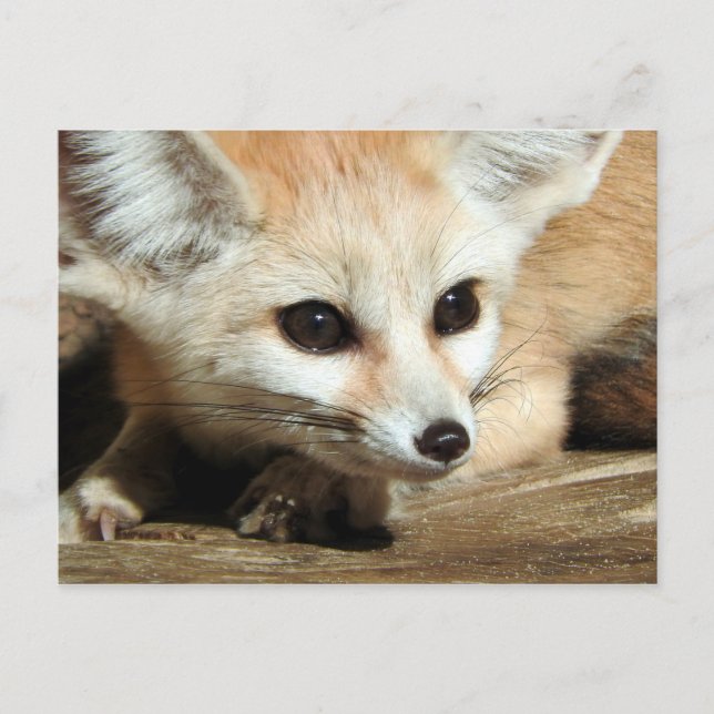 Fennec Fox Postcard (Front)