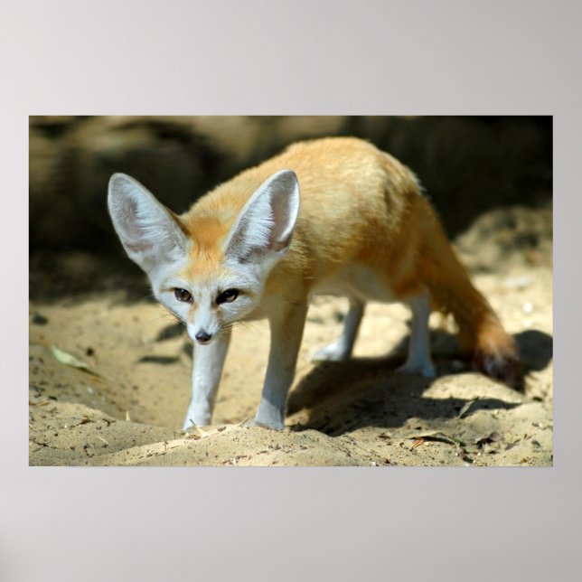 Fennec fox poster (Front)
