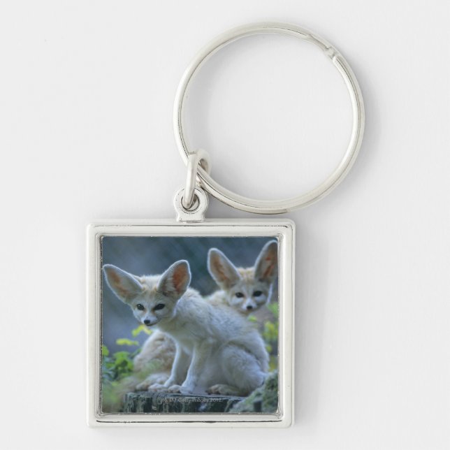 Fennek (Vulpes zerda) W�_stenfuchs, Fennec Key Ring (Front)