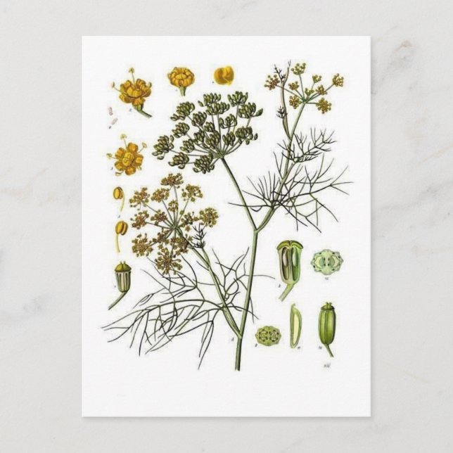 Fennel Postcard (Front)