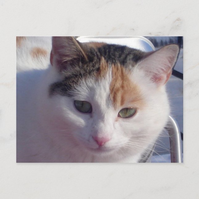 Feral Beauty Postcard (Front)