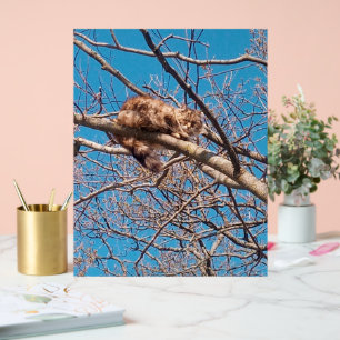 Feral Cat Lucy in Tree Cat Lover's Acrylic Sign