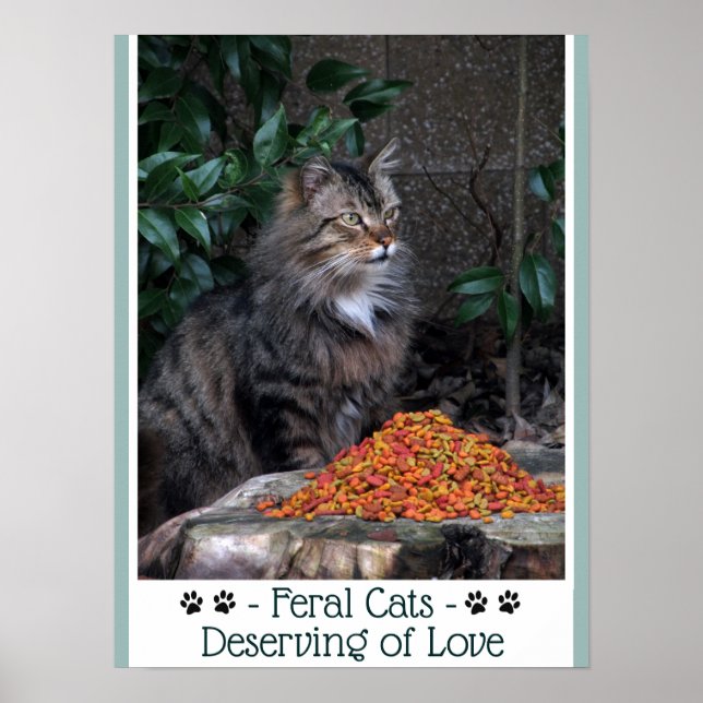 Feral Cats Deserving of Love Poster (Front)