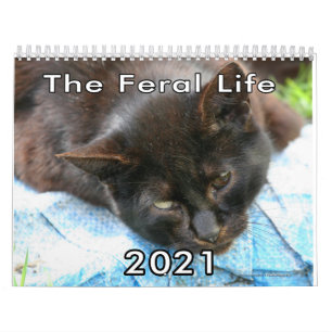 Feral Life Feral Cats Photo Callendar Calendar
