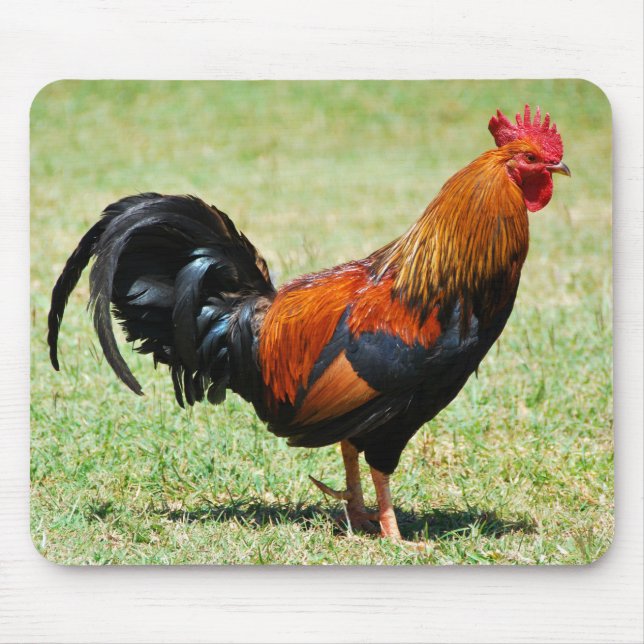 Feral rooster red jungle fowl Kauai Hawaii Mouse Pad (Front)