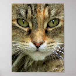 Feral Tabby Cat with Green Eyes Portrait Print