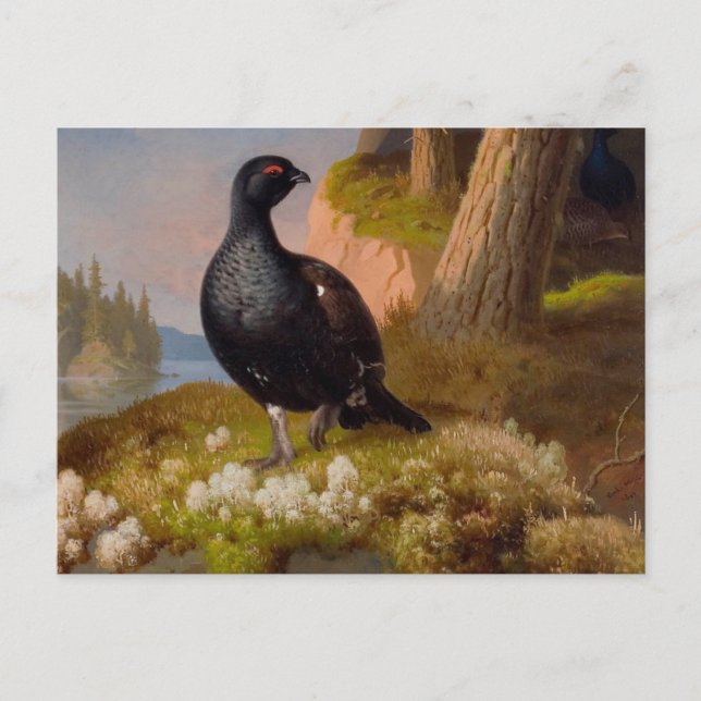 Ferdinand von Wright Black grouses CC0065 Postcard (Front)