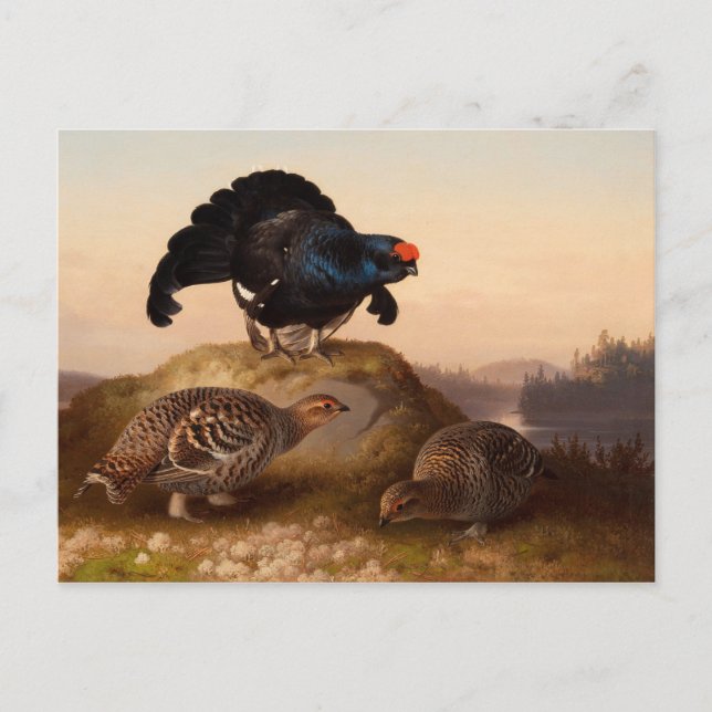 Ferdinand von Wright Blackgrouses CC0822 Postcard (Front)