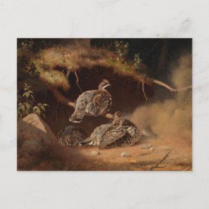 Ferdinand von Wright - Hazel Grouse Wallowing Postcard