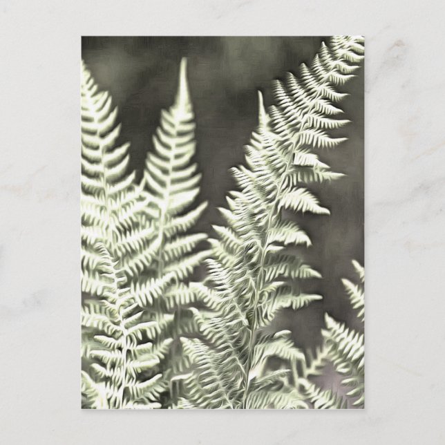 Fern Artistic Abstract Postcard (Front)