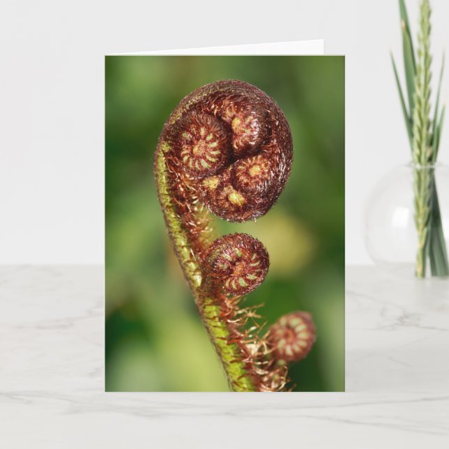 Fern buds card (Front)