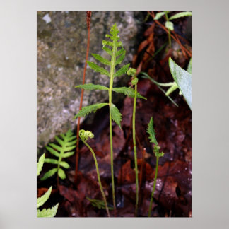 Fern by StoneWall Poster