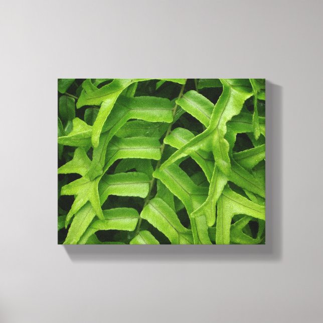 Fern Canvas Print (Front)