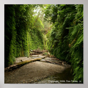 Fern Canyon, California Poster