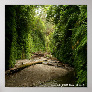 Fern Canyon, California Poster