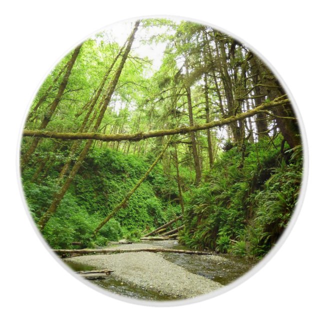 Fern Canyon I at Redwood National Park Ceramic Knob (Front)