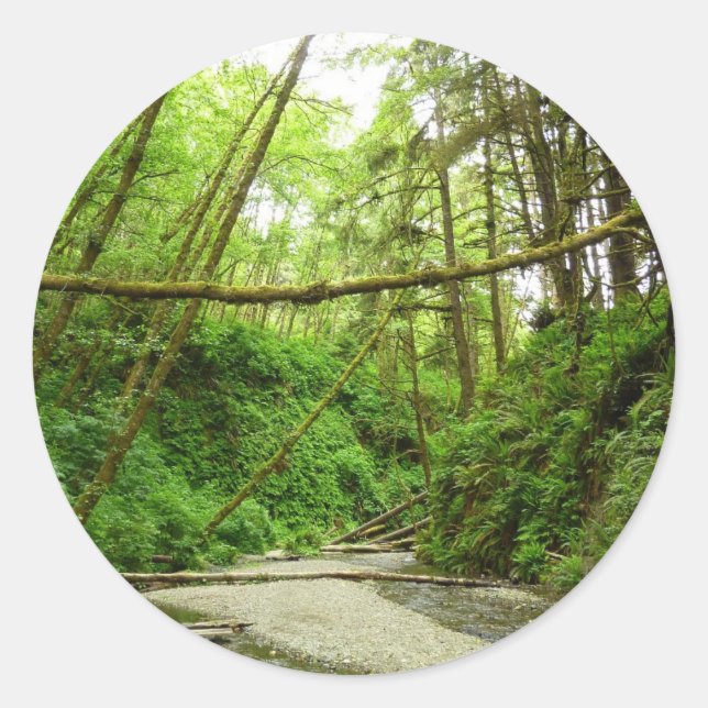 Fern Canyon I at Redwood National Park Classic Round Sticker (Front)
