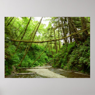 Fern Canyon I at Redwood National Park Poster