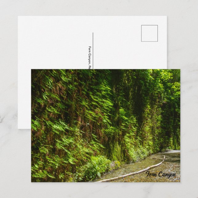 Fern Canyon Redwood National Park California Postcard (Front/Back)