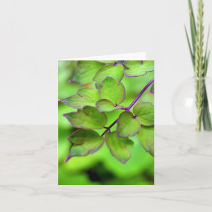 Fern Card