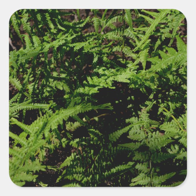 Fern ferns forest fern deep woods fern square sticker (Front)