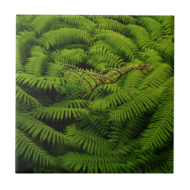 Fern Fine Art Photograph Ceramic Tile (Front)
