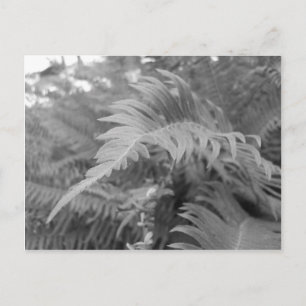 Fern Friendly Postcard