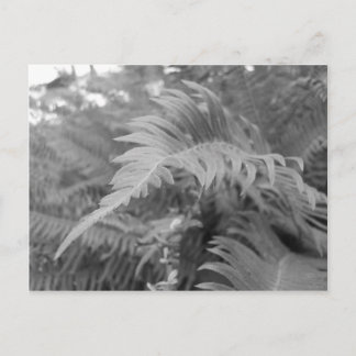 Fern Friendly Postcard