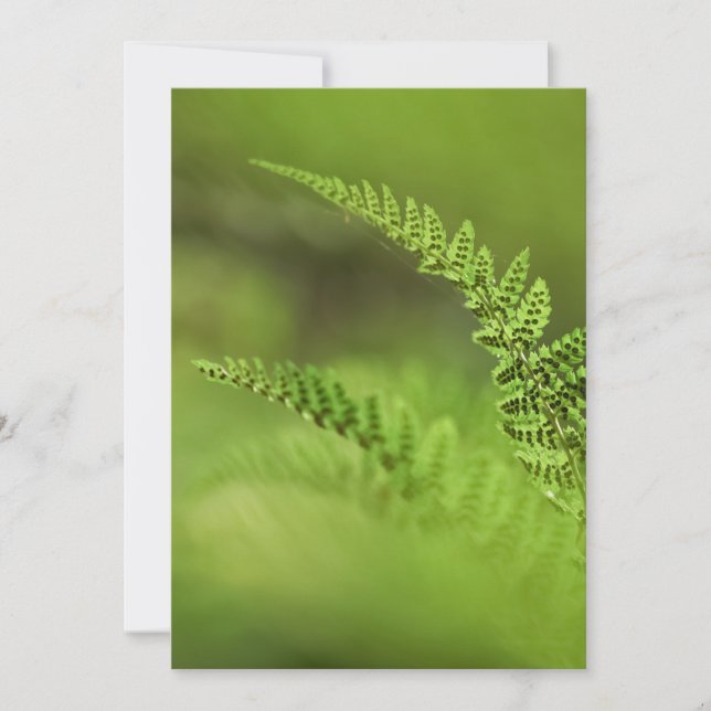Fern Frond Photo Card (Front)
