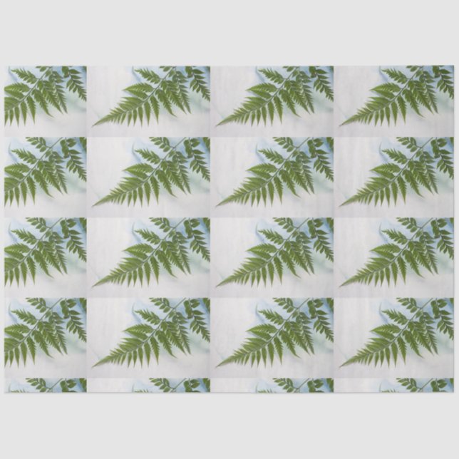 Fern frond with text space tissue paper (Front)