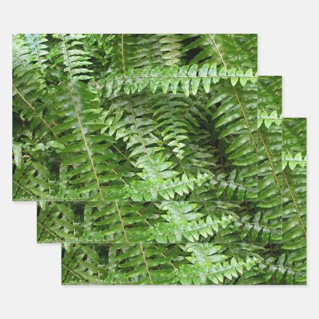 Fern Fronds I Green Nature Wrapping Paper Sheet (Set)