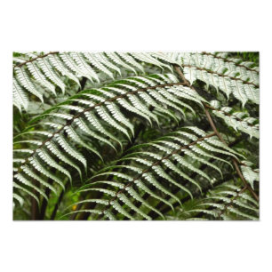 Fern Fronds II Dark Green Nature Photo Print