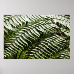 Fern Fronds II Dark Green Nature Poster